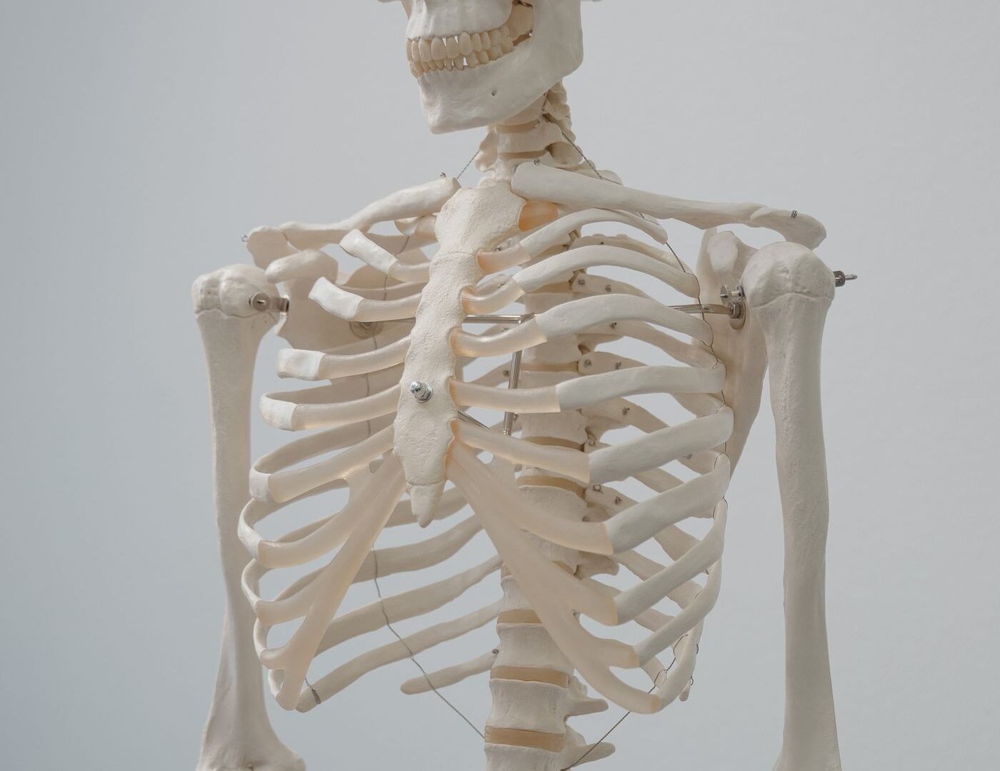 Anatomía para quiromasajistas: cómo estudiar una región sin perderte en los nombres 1 Modelo anatómico del esqueleto humano para estudiar huesos y articulaciones