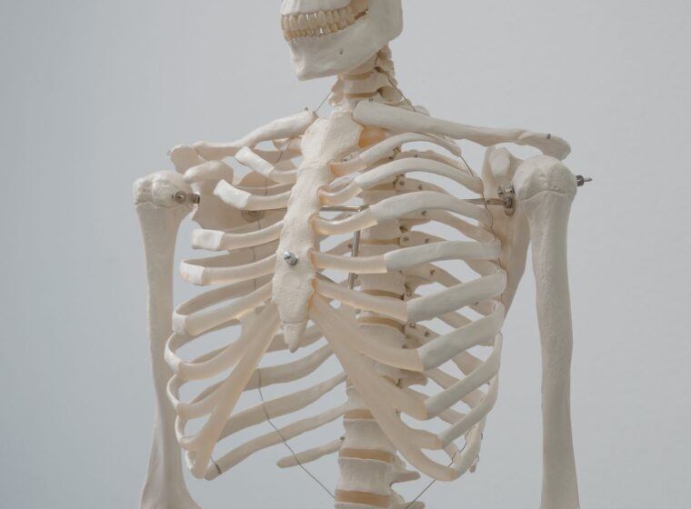 Modelo anatómico del esqueleto humano para estudiar huesos y articulaciones